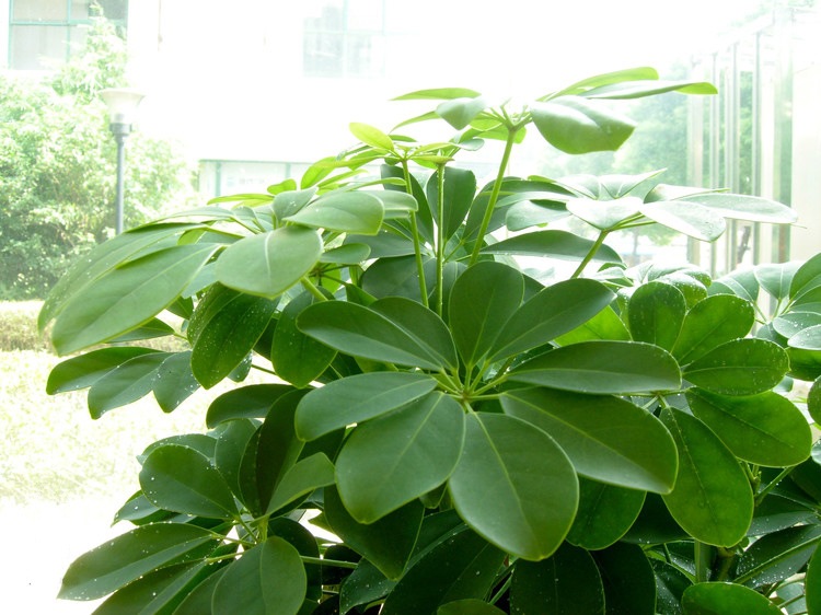 鴨腳木盆栽的5個養(yǎng)護要點，讓它長得枝繁葉茂