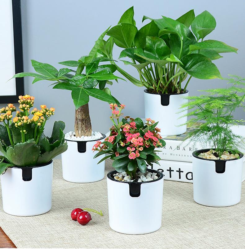 杭州辦公室綠植養(yǎng)護(hù)的注意事項(xiàng) 杭州辦公室綠植養(yǎng)護(hù)的注意事項(xiàng)