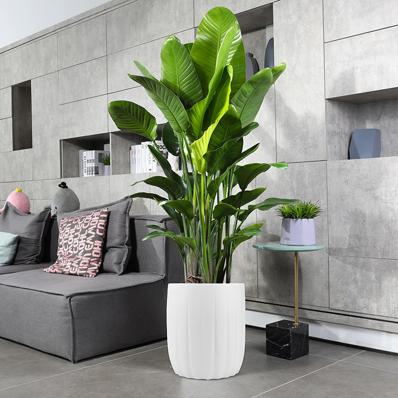 杭州辦公室綠植養(yǎng)護(hù)的注意事項(xiàng) 杭州辦公室綠植養(yǎng)護(hù)的注意事項(xiàng)
