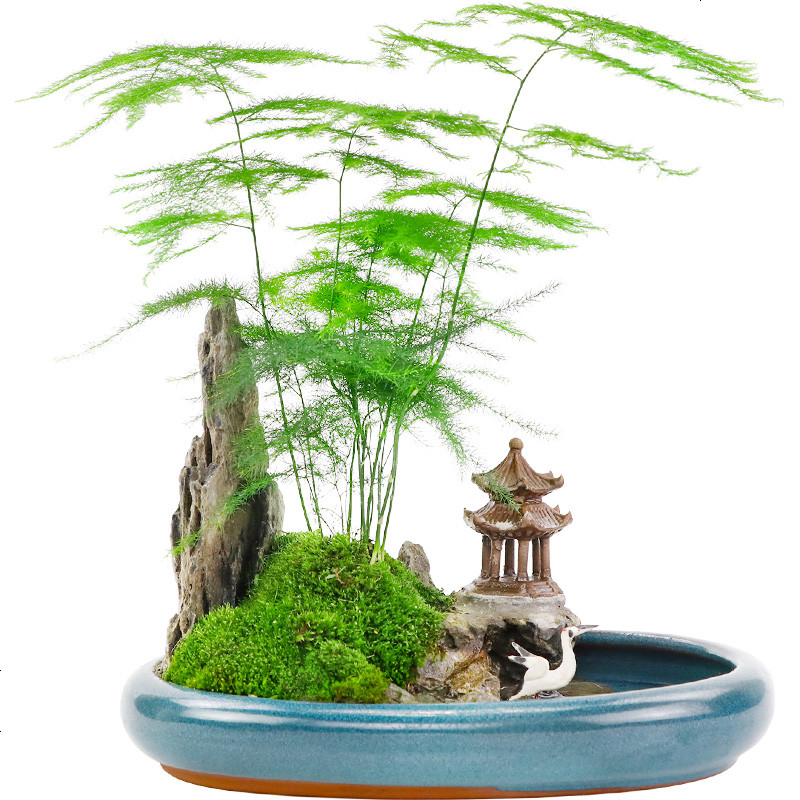 學(xué)會(huì)文竹盆栽的5個(gè)養(yǎng)護(hù)技巧，讓文竹常年翠綠，長(zhǎng)成小森林