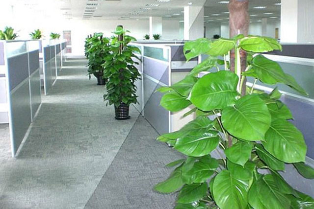 杭州辦公室綠植租賃價(jià)格多少錢一個(gè)月？