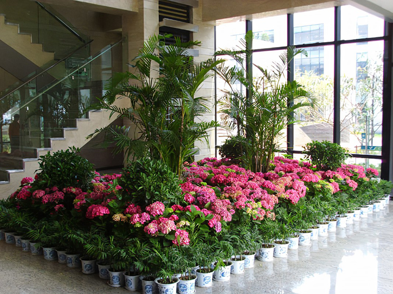 酒店大堂怎么擺放綠植盆栽？綠植租賃時怎么組景？