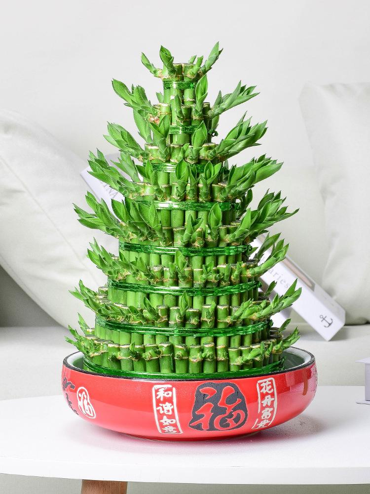辦公室養(yǎng)著這4種綠植，凈化空氣，養(yǎng)眼凝神，提高工作效率