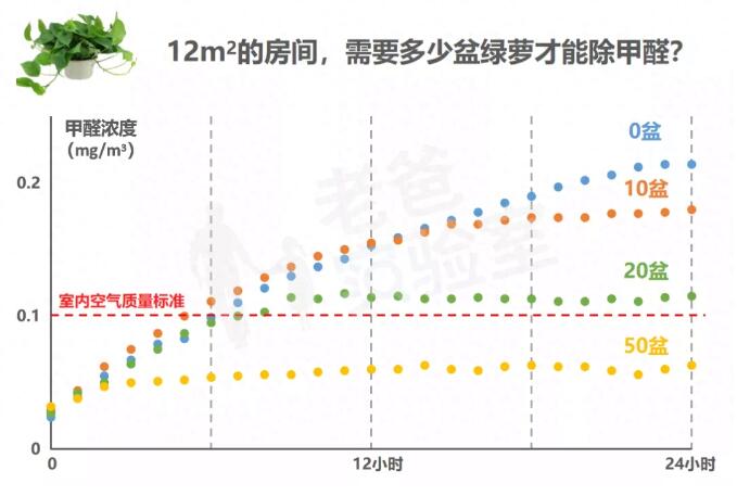 公司用綠蘿除甲醛，到底靠不靠譜？